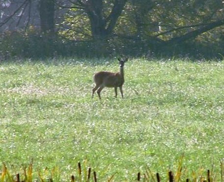 File:Phipps Bend Trail - deer.jpg