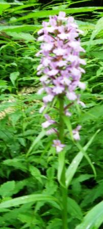 File:Purple Fringed Orchid.JPG