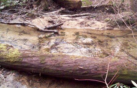 File:Roaring Branch Trail - wading creek crossing.JPG