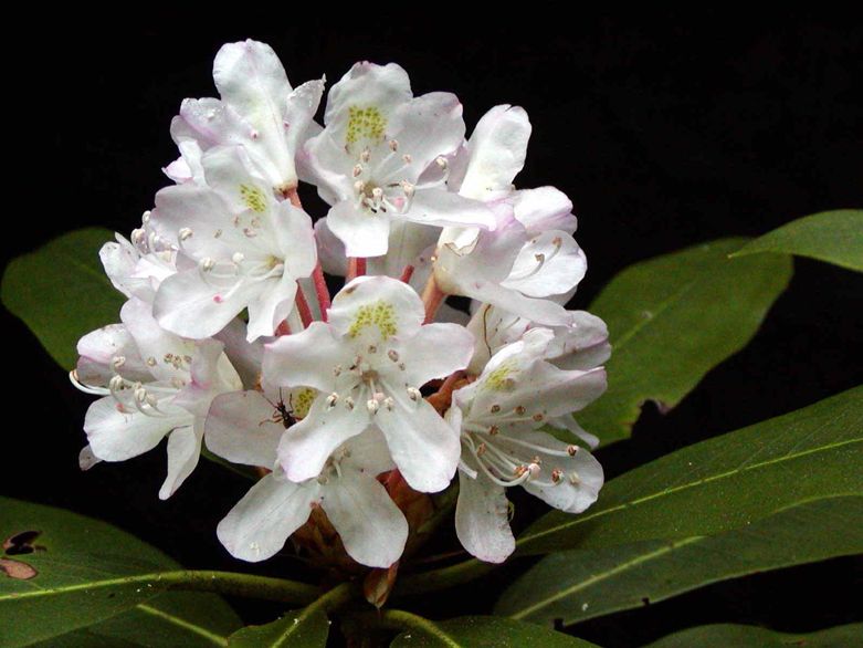 File:Spivey gap - flower-white rhododendron.jpg