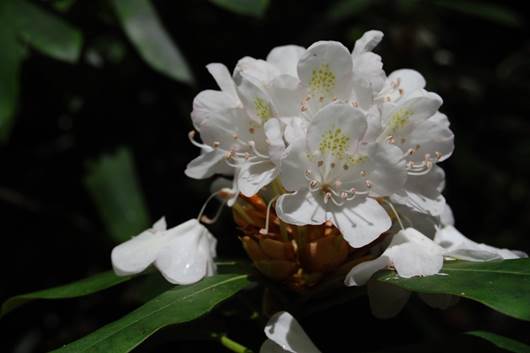 File:White House Cliffs rhododendron.jpg
