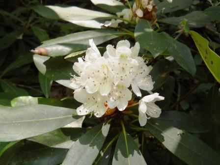 File:White Rhododendron Bloom.JPG