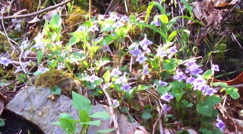 File:Doe River Gorge common violet.JPG