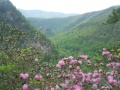 View of Laurel Fork Gorge from Potato Top
