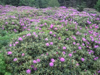 Rhododendron Gardens - rhodo field view.JPG