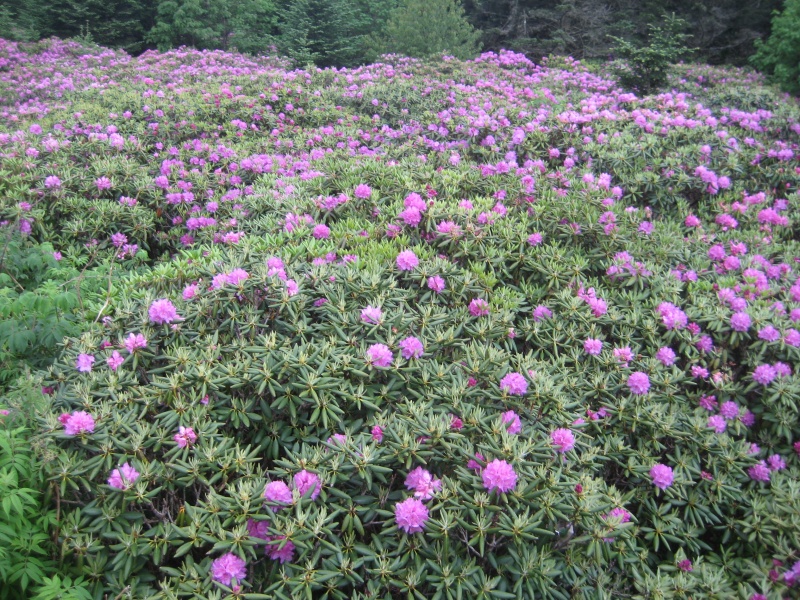 File:Rhododendron Gardens - rhodo field view.JPG