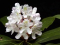 Spivey gap - flower-white rhododendron.jpg