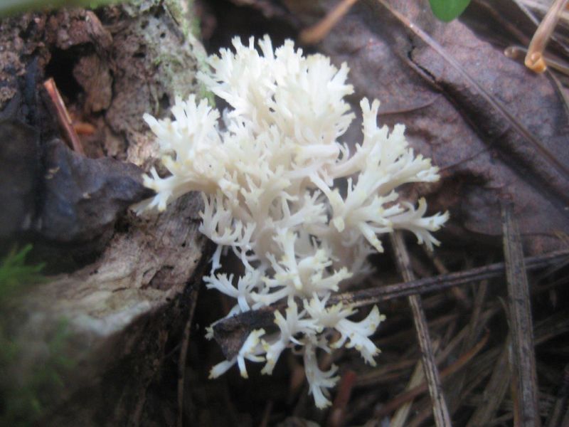 File:Squibb Creek Fungus.jpg