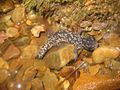 Salamander found along Squibb Creek Trail
