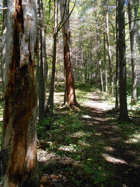 File:View of Roan Cloudland Trail.jpg