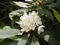 White Rhododendron bloom